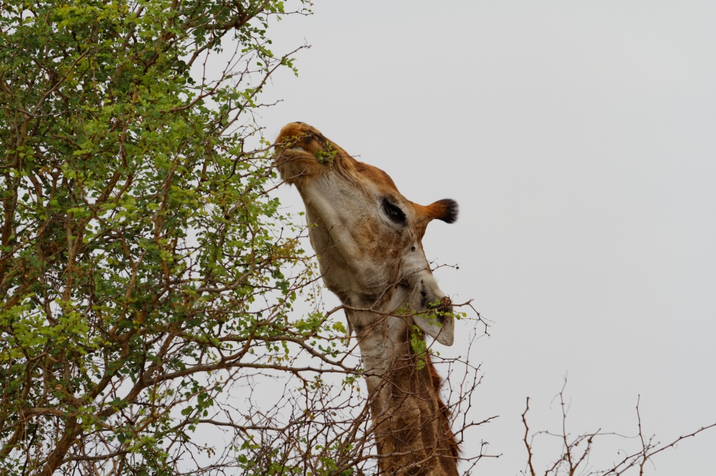 08 - Kruger NP (27).jpg